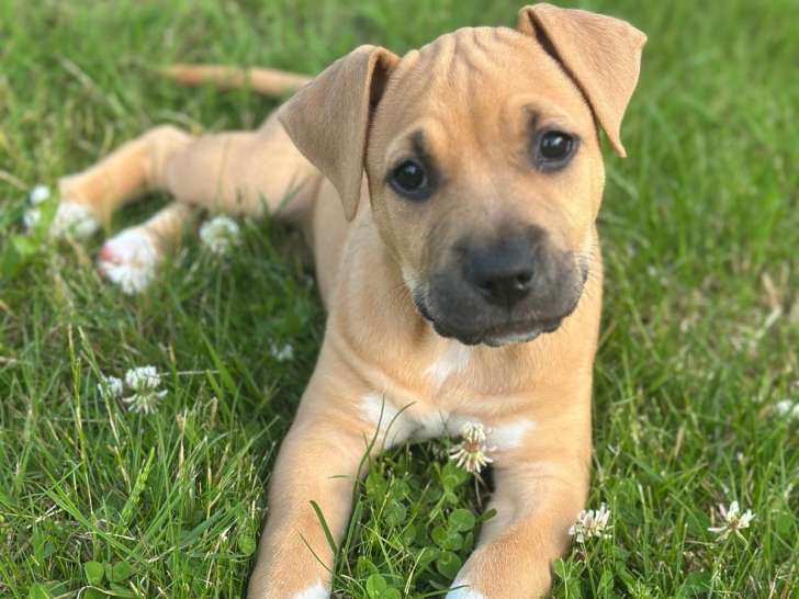 Chiot femelle American staff à vendre