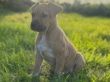 Chiot femelle American staff à vendre