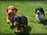 Chiots Teckel à poil court à vendre