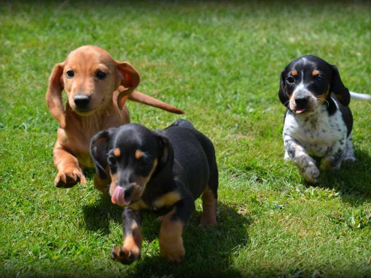 Chiots Teckel à poil court à vendre