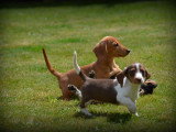 Chiots Teckel à poil court à vendre