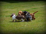 Chiots Teckel à poil court à vendre
