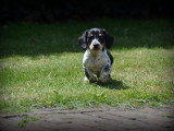 Chiots Teckel à poil court à vendre