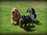 Chiots Teckel à poil court à vendre