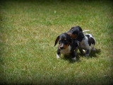 Chiots Teckel à poil court à vendre