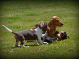 Chiots Teckel à poil court à vendre