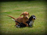 Chiots Teckel à poil court à vendre