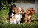Chiots Cavalier King Charles Spaniel à vendre
