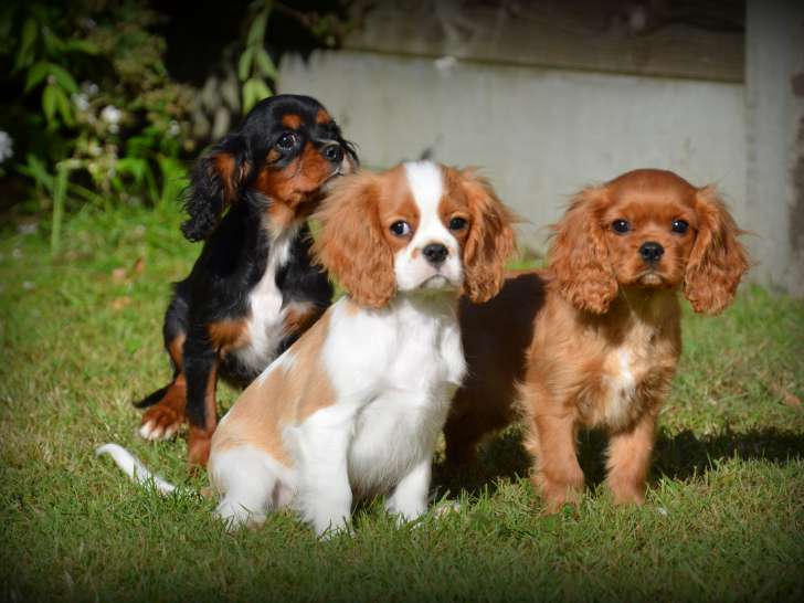 Chiots Cavalier King Charles Spaniel à vendre