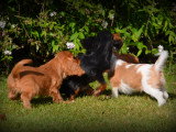 Chiots Cavalier King Charles Spaniel à vendre