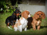 Chiots Cavalier King Charles Spaniel à vendre