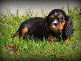 Chiots Cavalier King Charles Spaniel à vendre