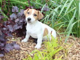 2 chiots Jack Russell Terrier mâles non LOF de février 2026 à vendre