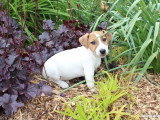 2 chiots Jack Russell Terrier mâles non LOF de février 2026 à vendre