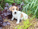 2 chiots Jack Russell Terrier mâles non LOF de février 2026 à vendre