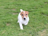 2 chiots Jack Russell Terrier mâles non LOF de février 2026 à vendre