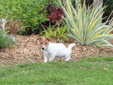 2 chiots Jack Russell Terrier mâles non LOF de février 2026 à vendre