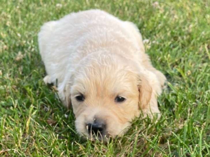 Chiots Golden Retriever à vendre