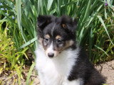 Chiot Berger des Shetland mâle  non LOF de février 2026 à vendre