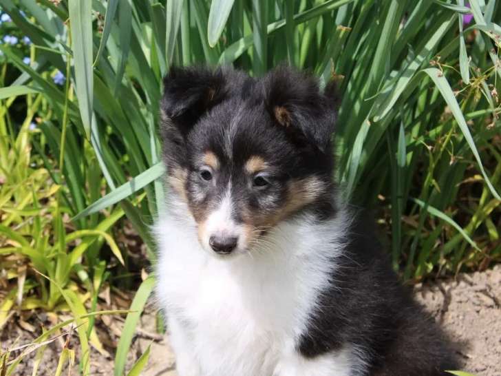 Chiot Berger des Shetland mâle non LOF de février 2026 à vendre