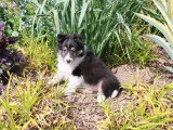 Chiot Berger des Shetland mâle non LOF de février 2026 à vendre