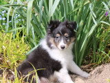 Chiot Berger des Shetland mâle non LOF de février 2026 à vendre