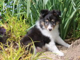 Chiot Berger des Shetland mâle non LOF de février 2026 à vendre