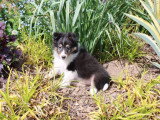 Chiot Berger des Shetland mâle non LOF de février 2026 à vendre