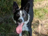 Jeune mâle Border Collie de 10 mois à vendre