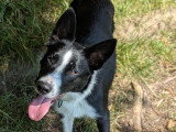 Jeune mâle Border Collie de 10 mois à vendre
