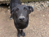 Kio, petit chiot rescapé de Roumanie à adopter en association