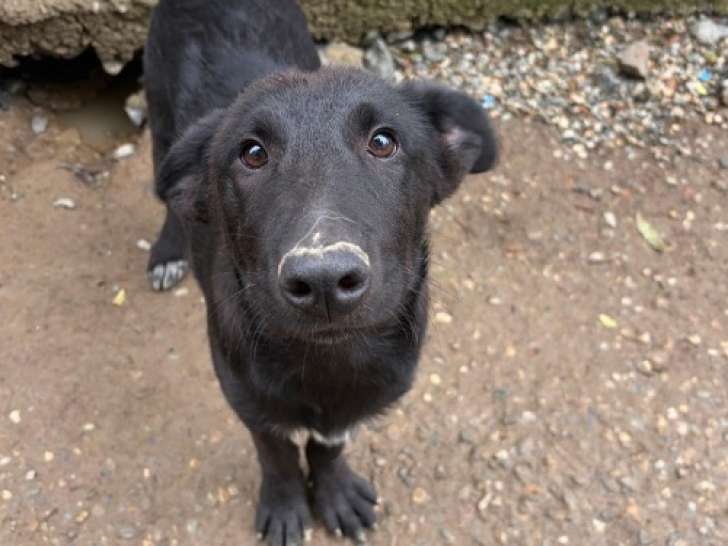 Kio, petit chiot rescapé de Roumanie à adopter en association