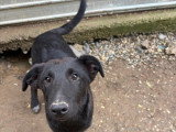 Kio, petit chiot rescapé de Roumanie à adopter en association