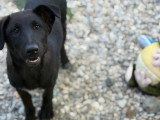Kio, petit chiot rescapé de Roumanie à adopter en association