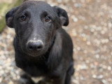 Kio, petit chiot rescapé de Roumanie à adopter en association