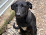 Kio, petit chiot rescapé de Roumanie à adopter en association