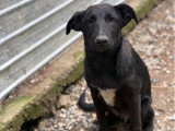 Kio, petit chiot rescapé de Roumanie à adopter en association