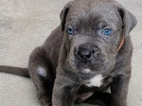 Chiots Cane Corso à vendre