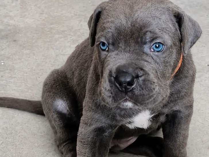 Chiots Cane Corso à vendre