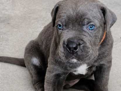 Chiots Cane Corso à vendre