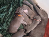 Chiots Cane Corso à vendre