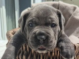 Chiots Cane Corso à vendre