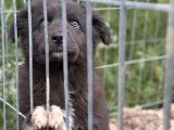 Oliver, chiot à adopter en association