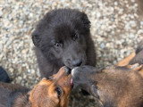 Oliver, chiot à adopter en association
