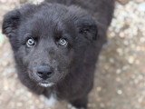 Oliver, chiot à adopter en association