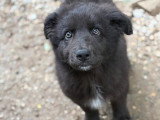 Oliver, chiot à adopter en association