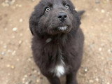 Oliver, chiot à adopter en association