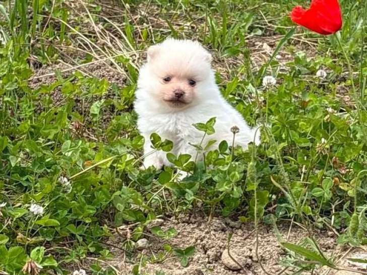 Deux chiots Spitz Allemand nain mâles nés en mai 2026 à vendre non LOF
