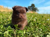 Deux chiots Spitz Allemand nain mâles nés en mai 2026 à vendre non LOF