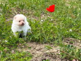Deux chiots Spitz Allemand nain mâles nés en mai 2026 à vendre non LOF